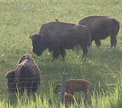 bison400