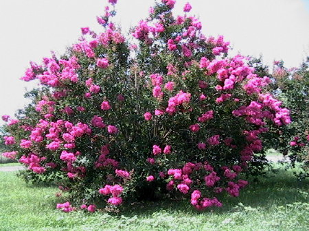 bush