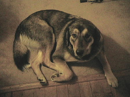 dog