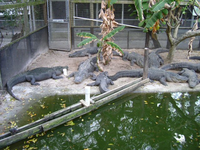 gators