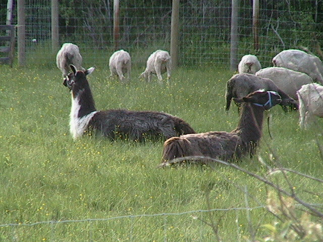llamas