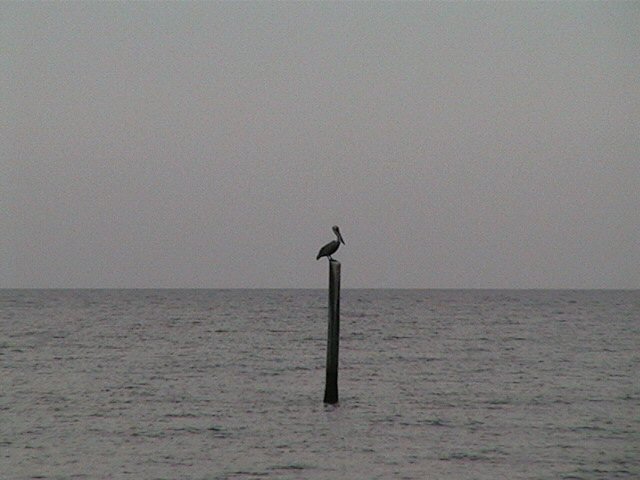 pelican