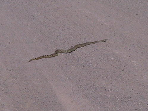 snake
