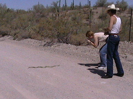 snake2