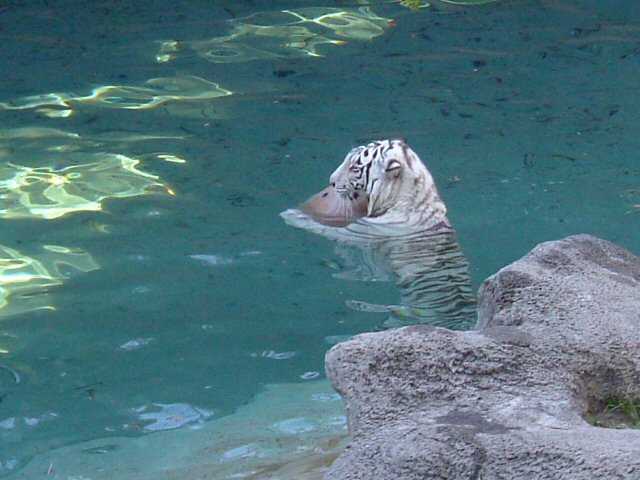 tiger